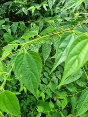 Trema cannabina