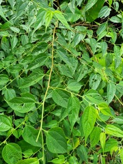 Trema cannabina