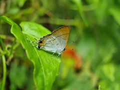 Hypolycaena thecloides
