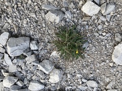 Chondrilla chondrilloides