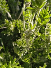 Clematis villosa