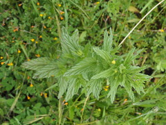 Bellardia viscosa