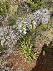 Megastylis gigas