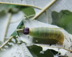 Mooreana trichoneura