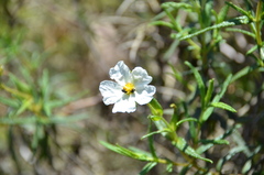 Cistus