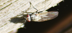 Leucophora