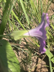 Ipomoea crassipes