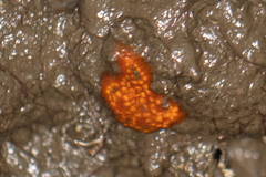 Botrylloides diegensis