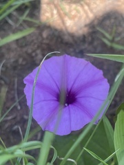 Ipomoea crassipes