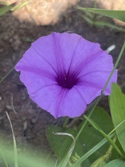 Ipomoea crassipes
