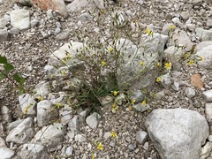 Chondrilla chondrilloides