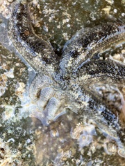 Allostichaster polyplax