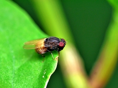 Minettia longipennis