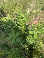Fadogia homblei
