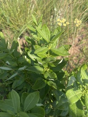 Fadogia homblei