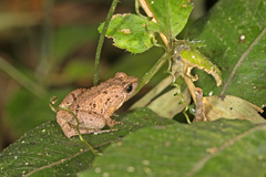 Microhyla