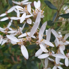Olearia myrsinoides