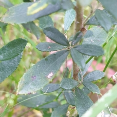 Olearia myrsinoides