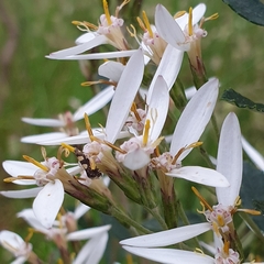 Olearia myrsinoides