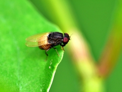 Minettia longipennis