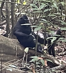 Macaca nigra