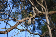 Manorina melanophrys