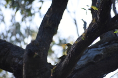 Manorina melanophrys