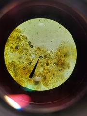 Lactarius subflammeus