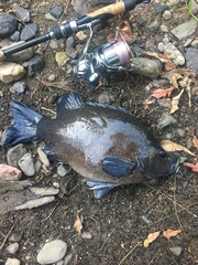 Hephaestus fuliginosus