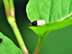 Minettia longipennis