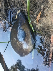 Hephaestus fuliginosus