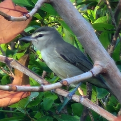 Vireo magister