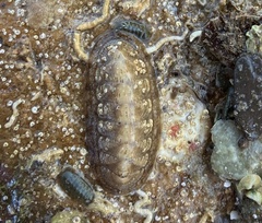 Ischnochiton cariosus