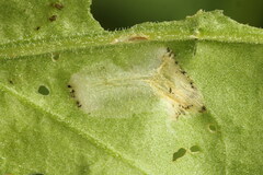 Calybites phasianipennella