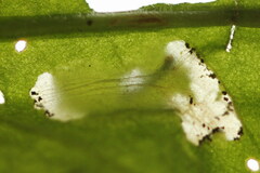 Calybites phasianipennella