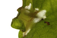 Calybites phasianipennella