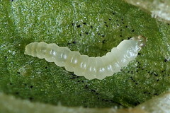 Calybites phasianipennella