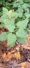Urtica dioica