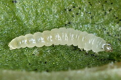 Calybites phasianipennella