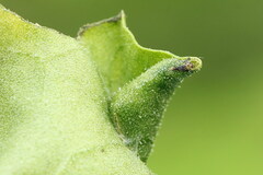 Calybites phasianipennella