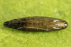 Calybites phasianipennella
