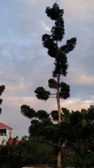 Araucaria cunninghamii