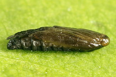 Calybites phasianipennella
