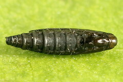 Calybites phasianipennella