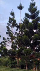 Araucaria cunninghamii