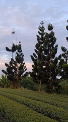 Araucaria cunninghamii