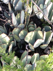 Cotyledon orbiculata