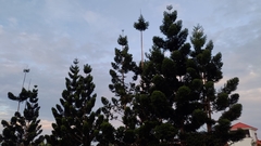 Araucaria cunninghamii