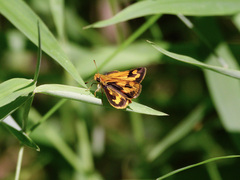 Taractrocera archias