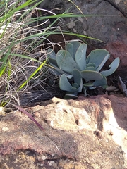 Kalanchoe thyrsiflora